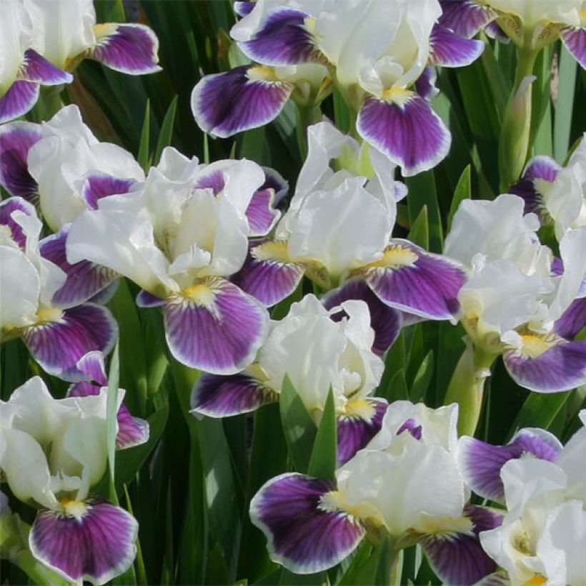 Iris germanica Making Eyes - Bearded Iris (Flowering)