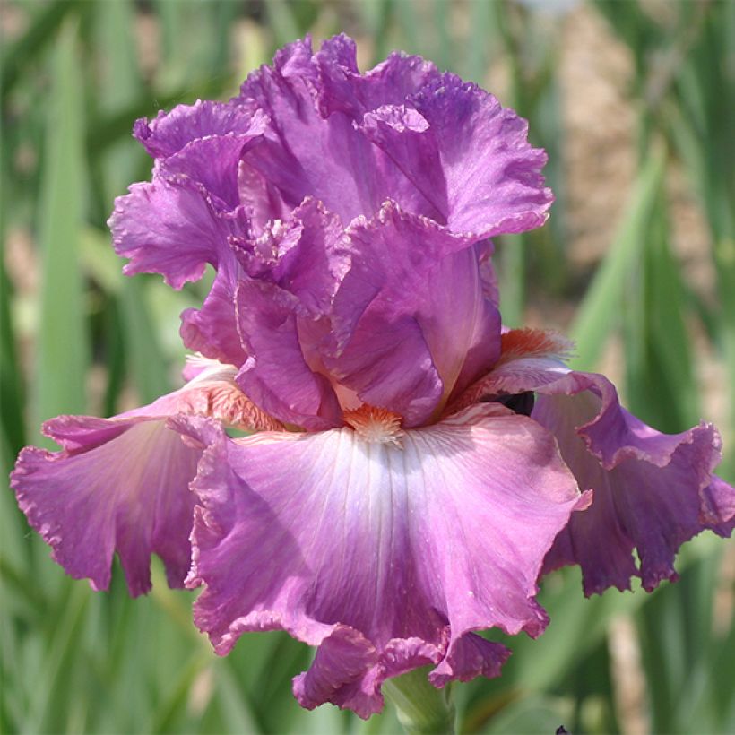 Iris germanica Mallow Dramatic (Flowering)