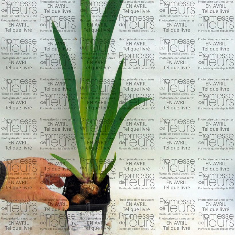 Example of Iris germanica Mallow Dramatic specimen as delivered