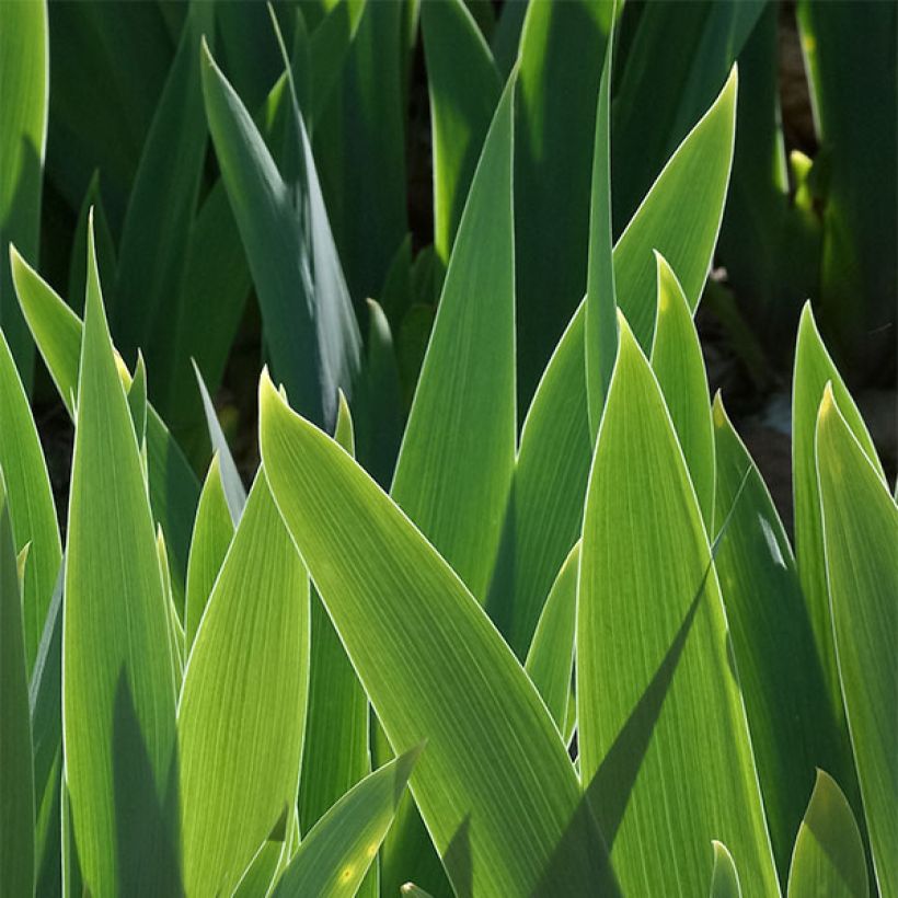 Iris germanica Delicieux Caramel - Bearded Iris (Foliage)