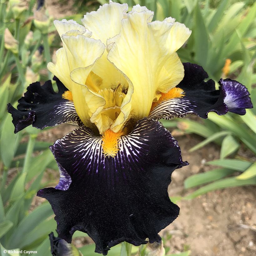 Iris germanica Masque Noir (Flowering)