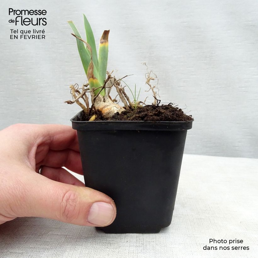 Iris germanica Master Plan Rhizome ou godet sample as delivered in winter