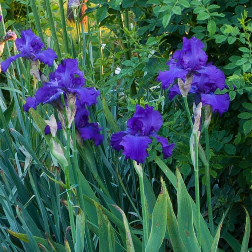 Iris germanica Mer du Sud - Bearded Iris (Flowering)