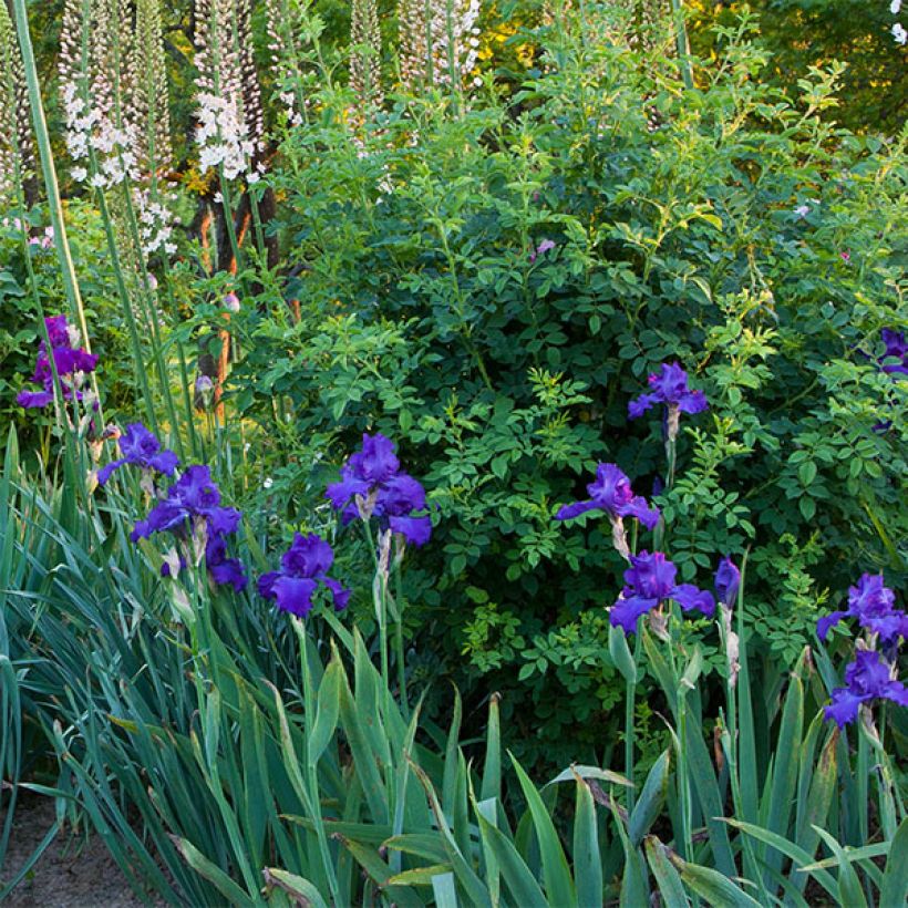 Iris germanica Mer du Sud - Bearded Iris (Plant habit)