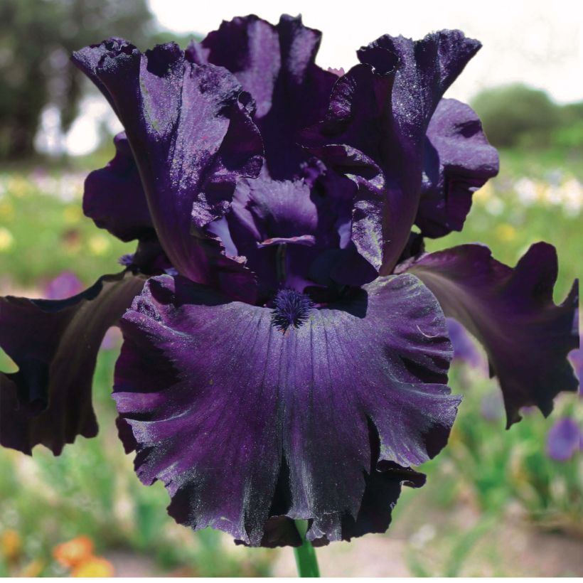 Iris germanica Midnight Revelry - Bearded Iris (Flowering)