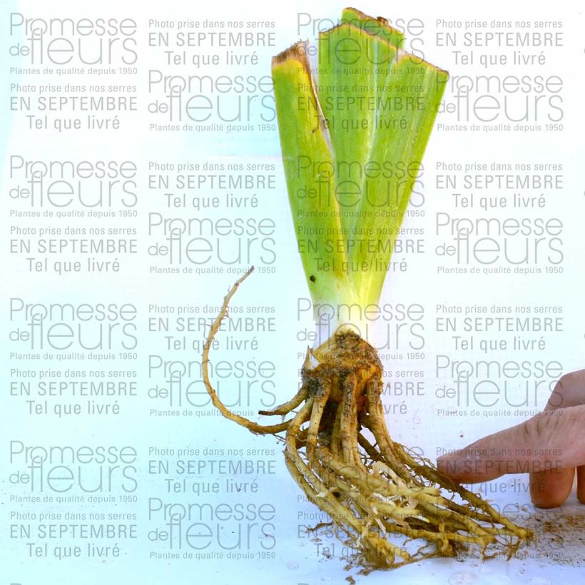 Example of Iris New Leaf specimen as delivered