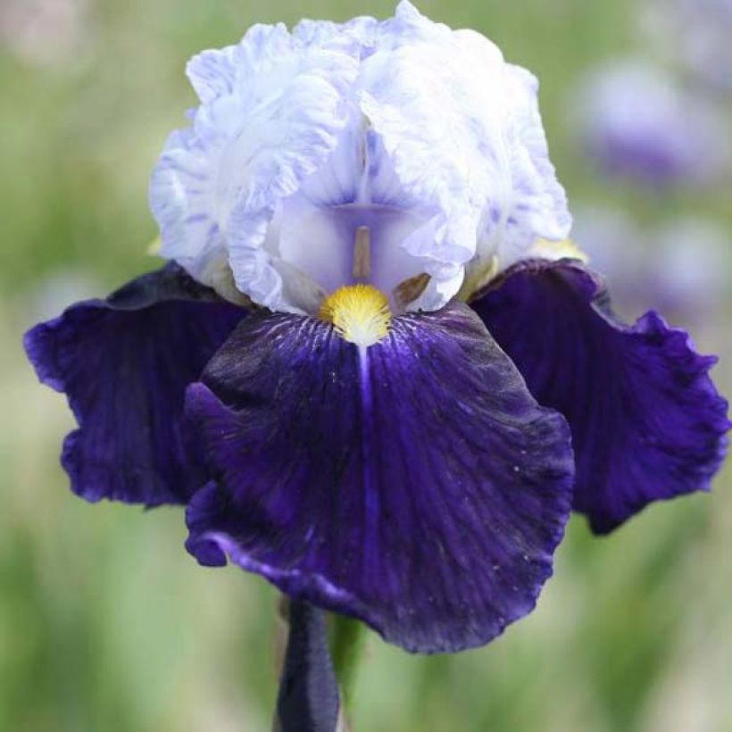Iris Night Edition - Tall Bearded Iris (Flowering)