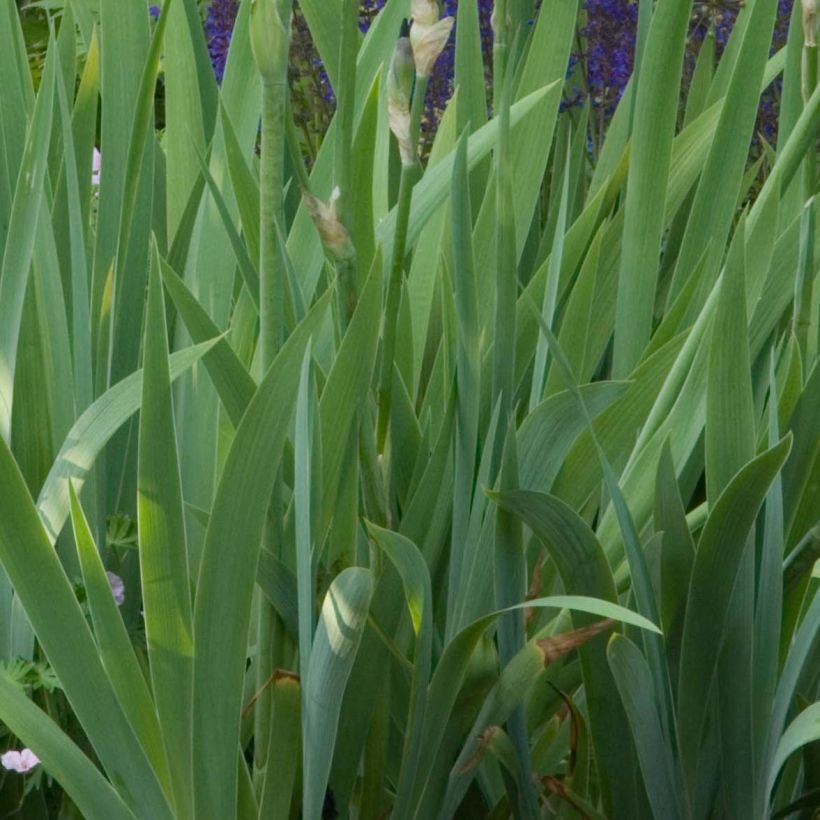 Iris Old Black Magic - Tall Bearded Iris (Foliage)