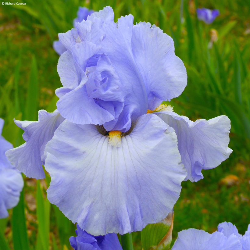 Iris On En Rêve - Bearded Iris (Flowering)