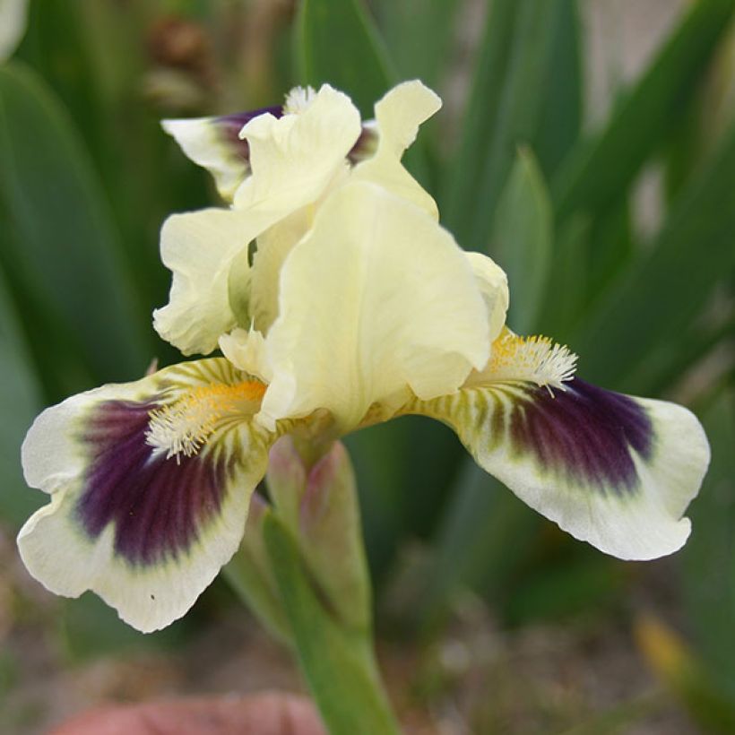 Iris Petit Bijou (Flowering)
