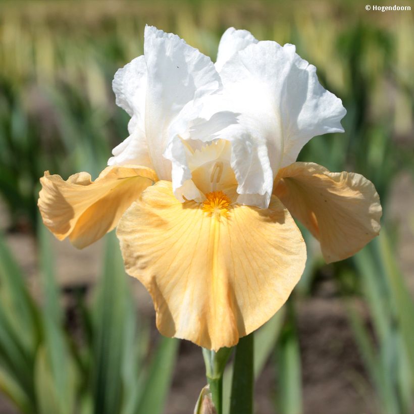 Iris Pumpkin Cheesecake - Bearded Iris (Flowering)