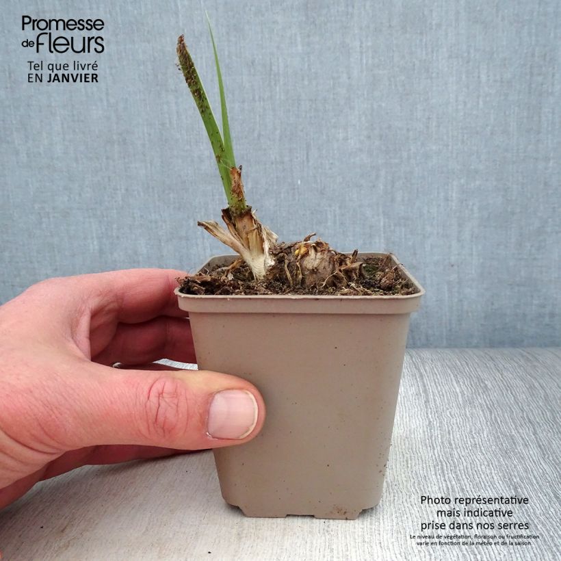Iris Pumpkin Cheesecake - Bearded Iris 8/9 cm pot sample as delivered in winter
