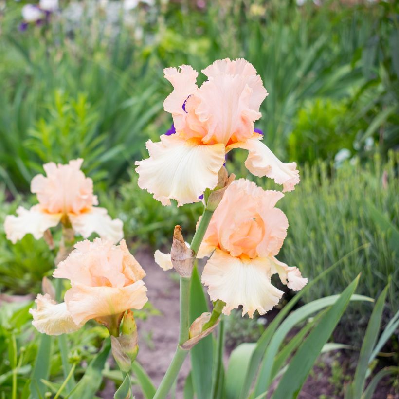 Iris Qualified - Tall Bearded Iris (Plant habit)