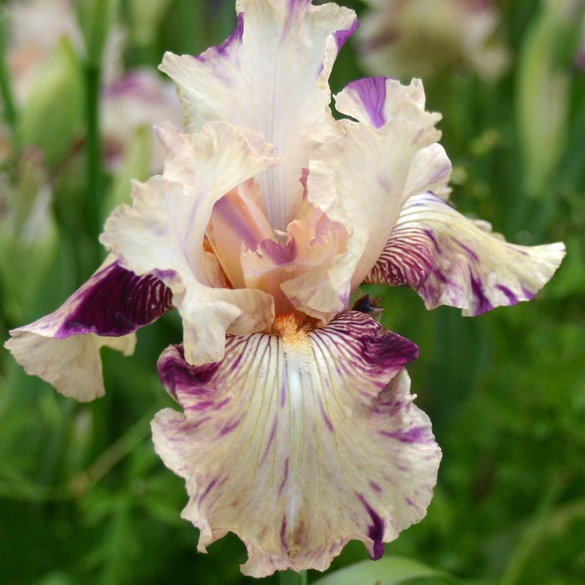 Iris Raspberry Silk - Border Bearded Iris (Flowering)