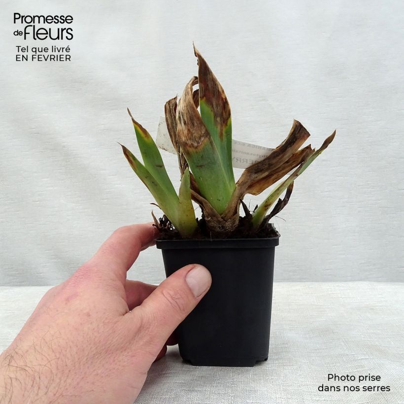 Iris germanica Raspberry Silk Rhizome ou godet sample as delivered in winter