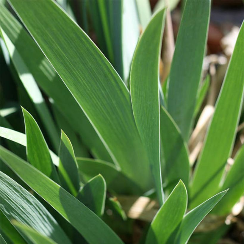 Iris Re La Blanche - Tall Bearded Iris (Foliage)