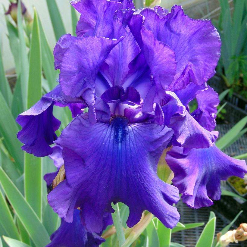 Iris Ruffled Goddess - Tall Bearded Iris (Flowering)