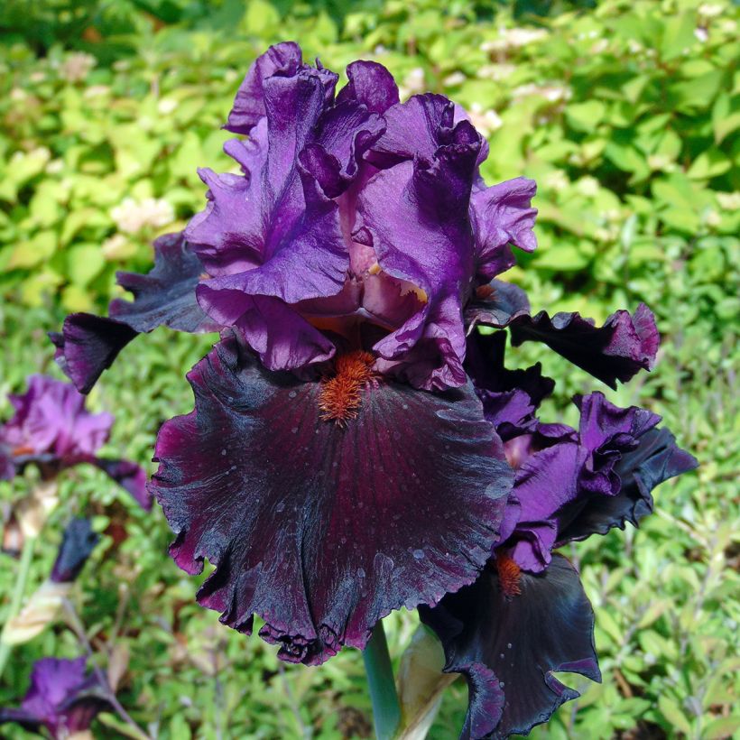 Iris Saturn - Tall Bearded Iris (Flowering)