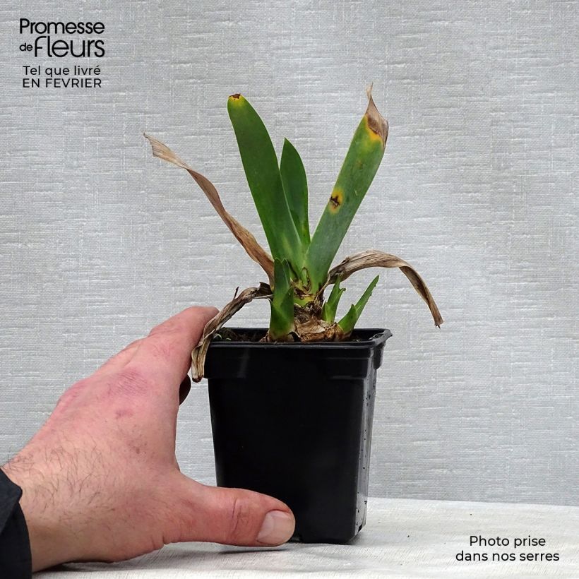 Iris Saturn - Tall Bearded Iris 8/9 cm pot sample as delivered in winter