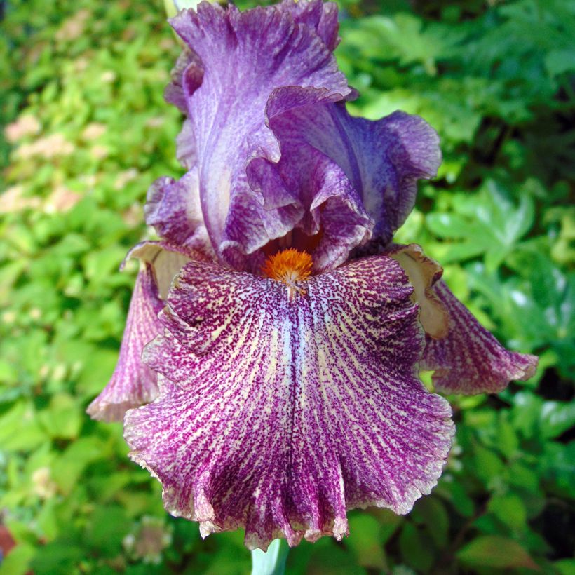 Iris Sirop de Framboise (Flowering)