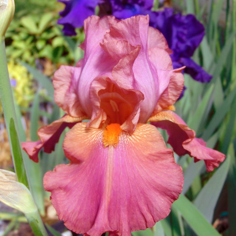 Iris Sorbet Fraise - Tall Bearded Iris (Flowering)