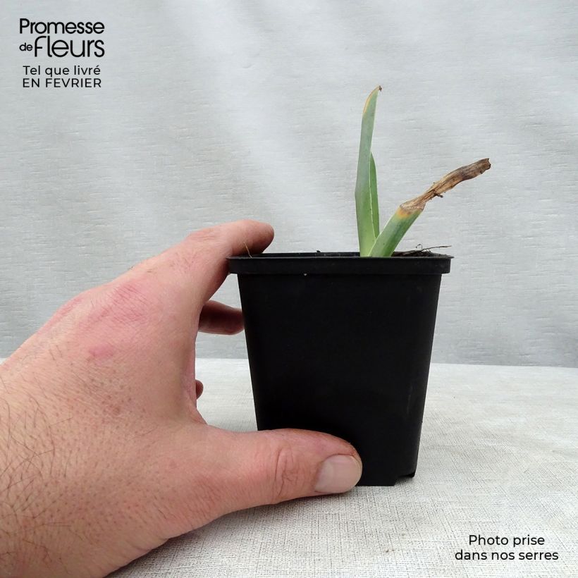 Iris Sorbet Fraise - Tall Bearded Iris 8/9 cm pot sample as delivered in winter