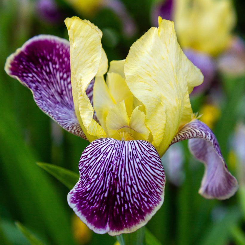 Iris germanica Stellata (Flowering)