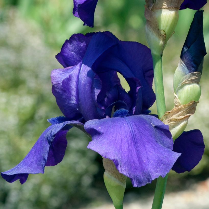 Iris Storm Center - Bearded Iris (Flowering)