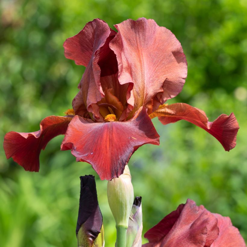 Iris Sultans Palace - Tall Bearded Iris (Flowering)