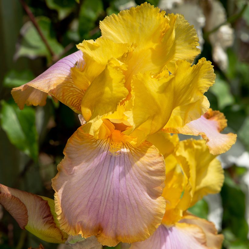 Iris Sunset Sky - Tall Bearded Iris (Flowering)