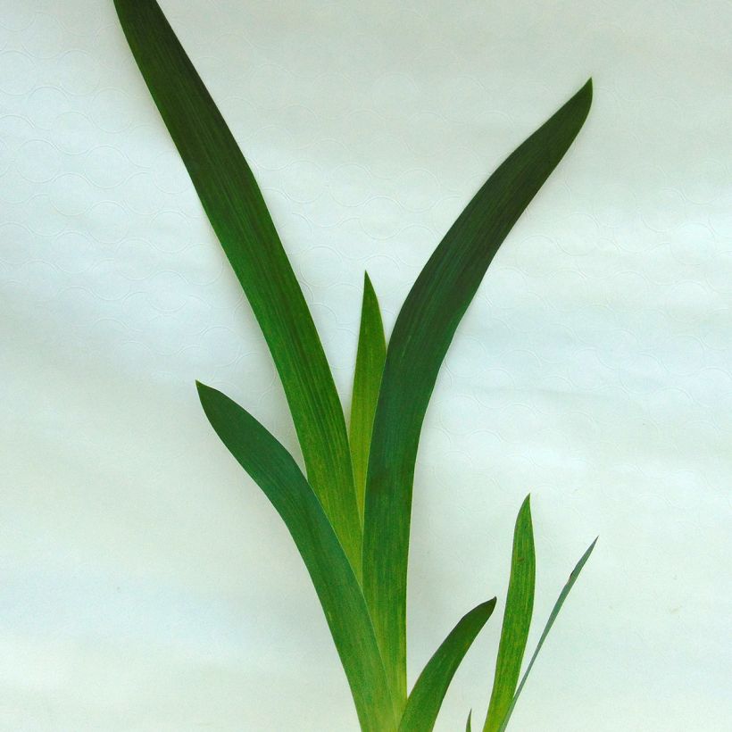 Iris Thornbird - Tall Bearded Iris (Foliage)