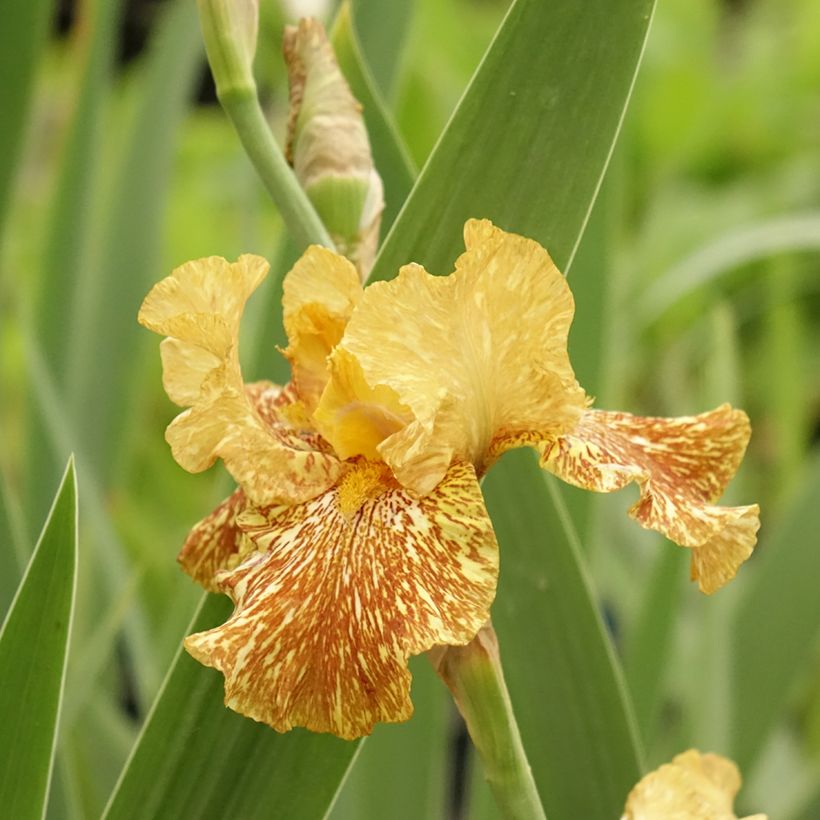 Iris Tiger Honey - Tall Bearded Iris (Flowering)