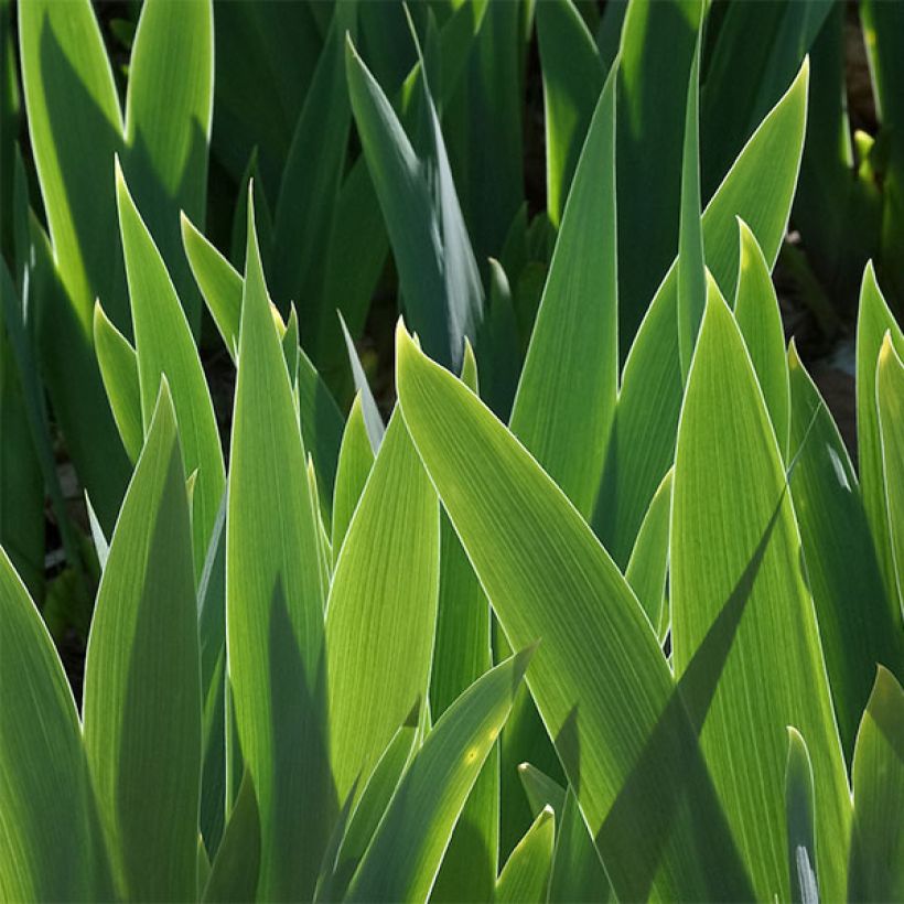 Iris Torero - Tall Bearded Iris (Foliage)
