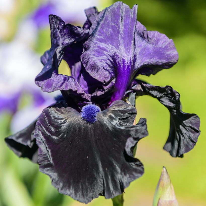 Iris Tuxedo - Bearded Iris (Flowering)