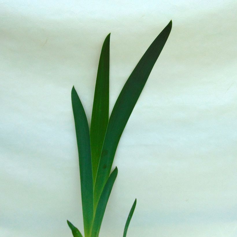 Iris Vitafire - Tall Bearded Iris (Foliage)