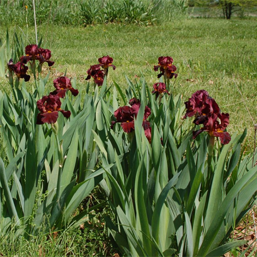 Iris Young Blood - Tall Bearded Iris (Plant habit)