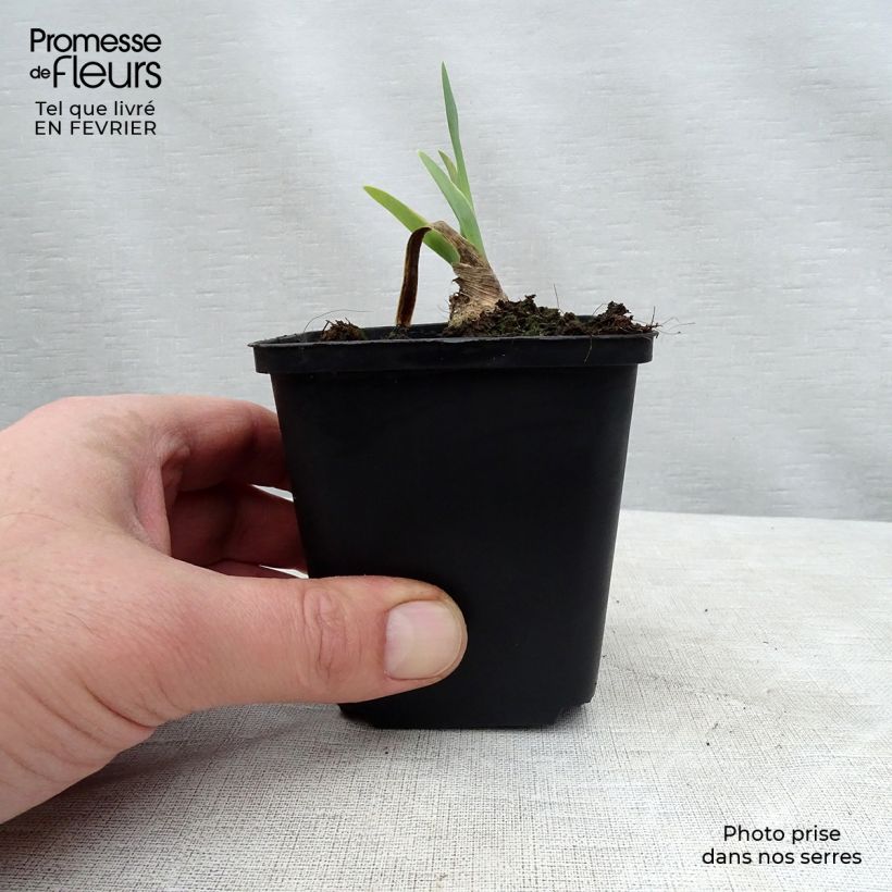 Iris germanica Young Blood - Iris des Jardins Rhizome ou godet sample as delivered in winter