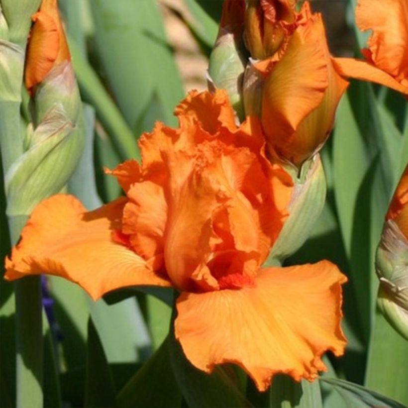 Iris Poil De Carotte - Bearded Iris (Flowering)