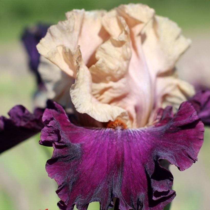Iris Sacrée Gralée - Bearded Iris (Flowering)