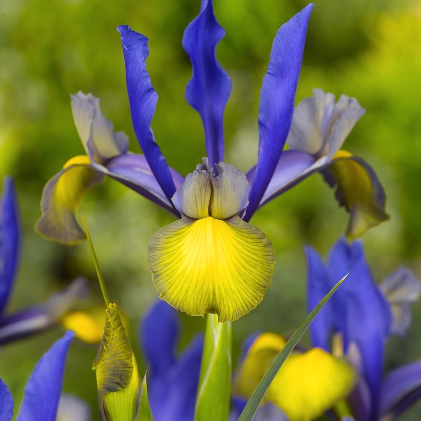 Iris x hollandica Miss Saigon (Flowering)