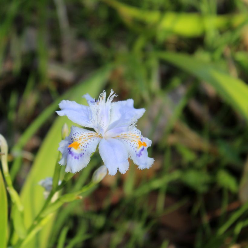 Iris japonica (Flowering)