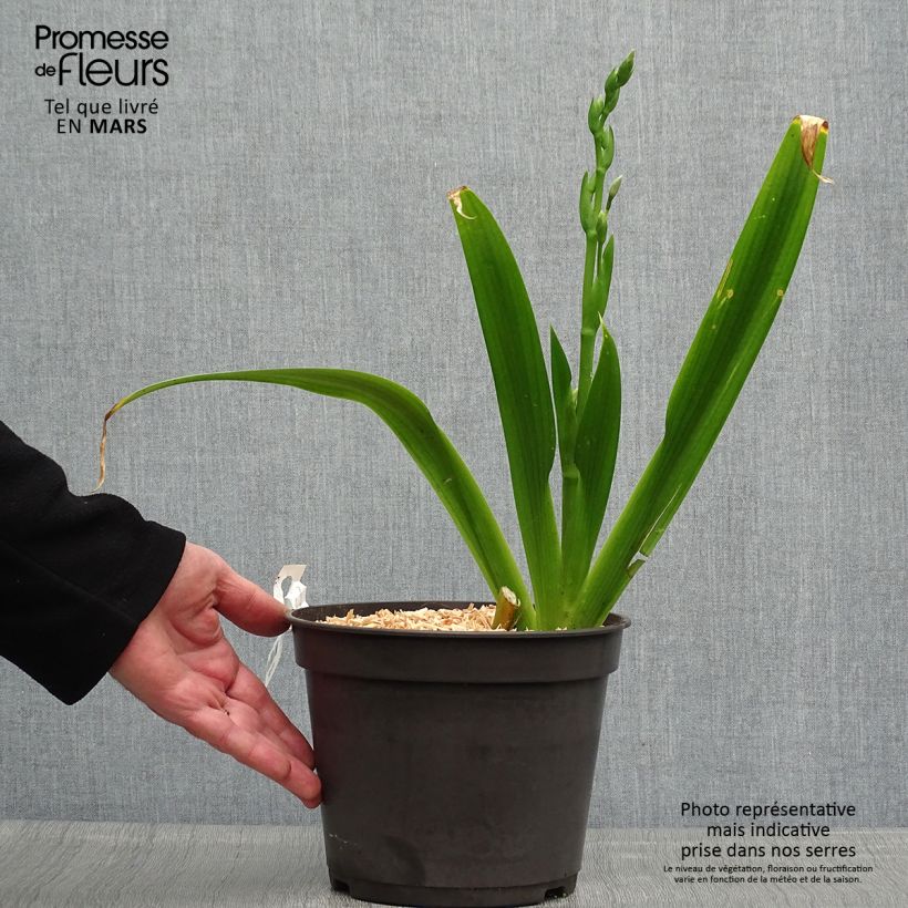 Iris japonica 2L/3L pot sample as delivered in spring