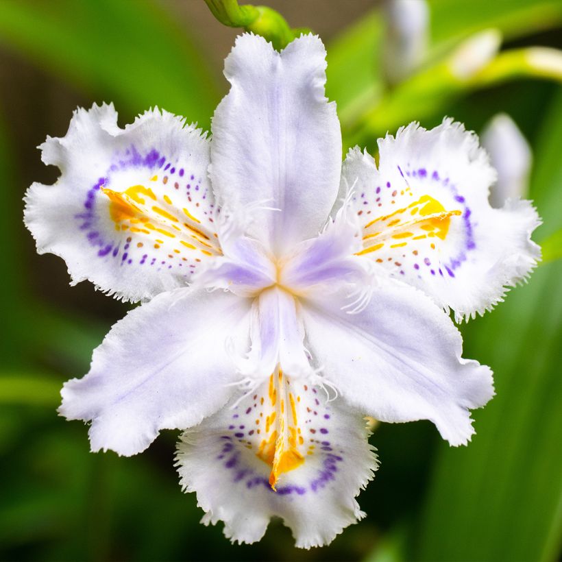 Iris japonica (Flowering)