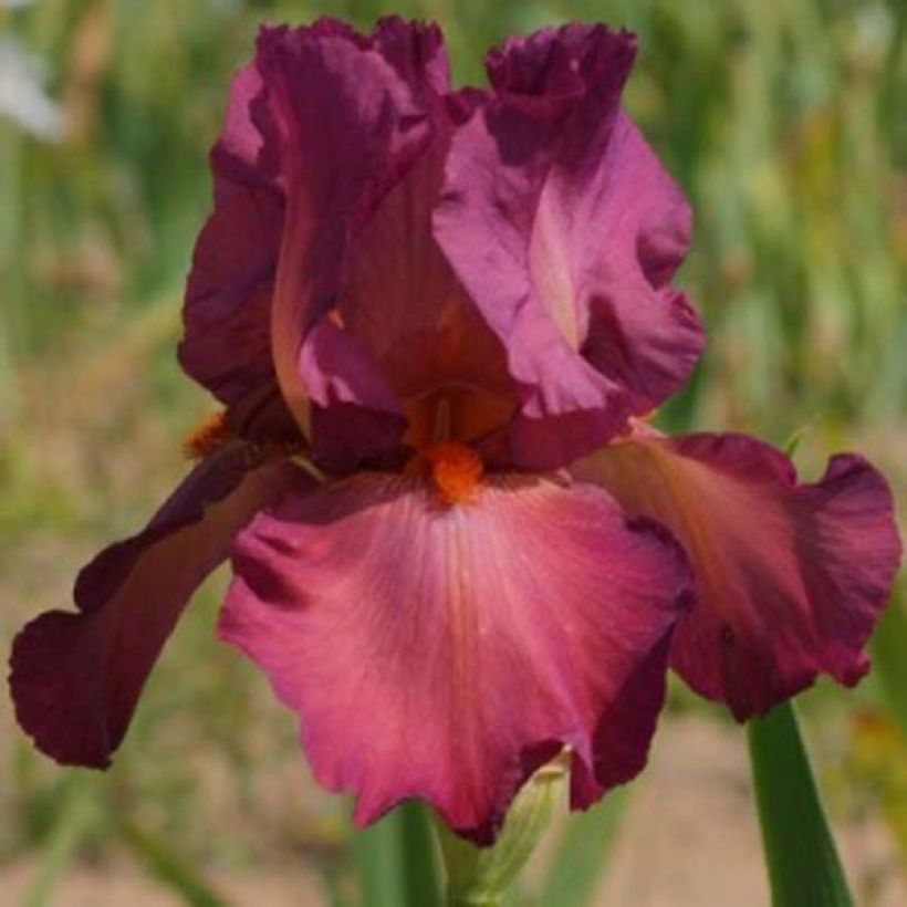 Iris germanica Lady Friend (Flowering)
