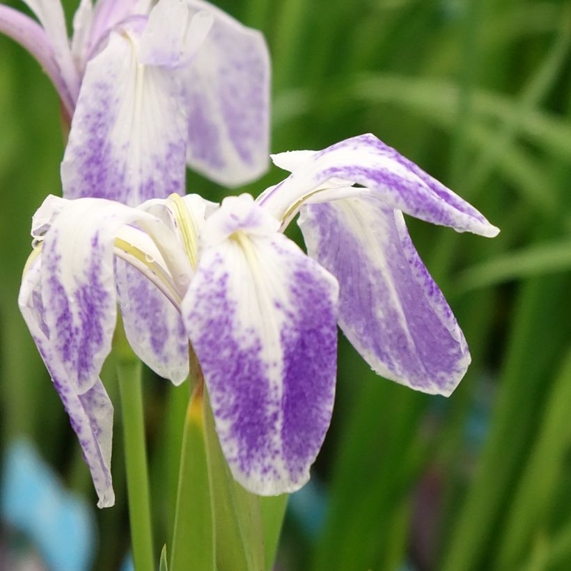 Iris laevigata Mottled Beauty - Water Iris (Flowering)