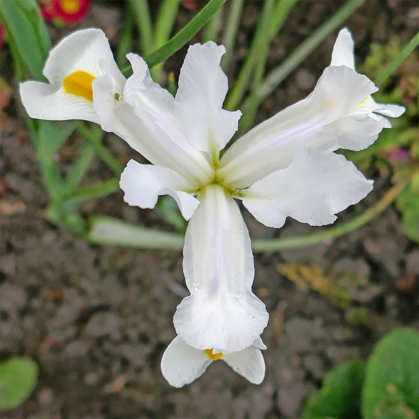 Iris magnifica alba (Flowering)
