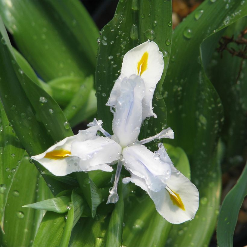 Iris magnifica alba (Plant habit)