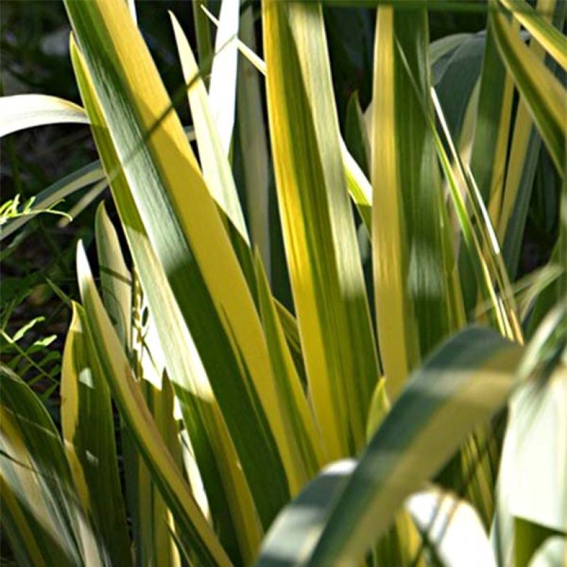 Iris pallida Variegata - Sweet Iris (Foliage)