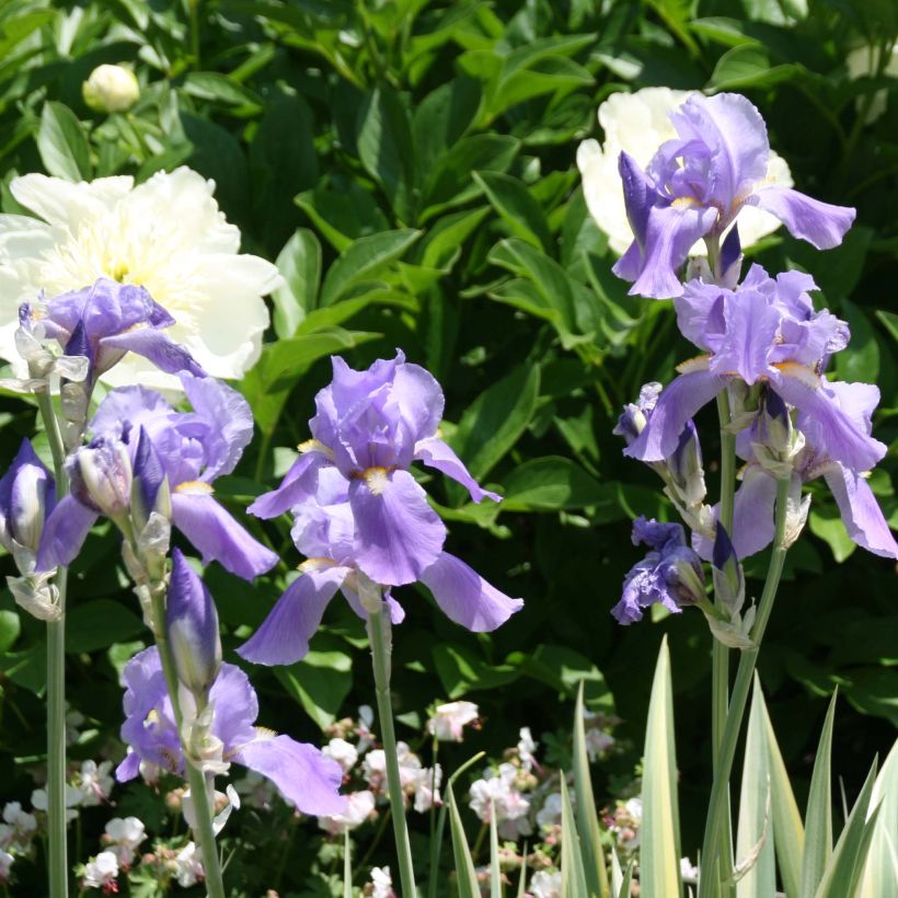 Iris pallida Variegata - Sweet Iris (Flowering)