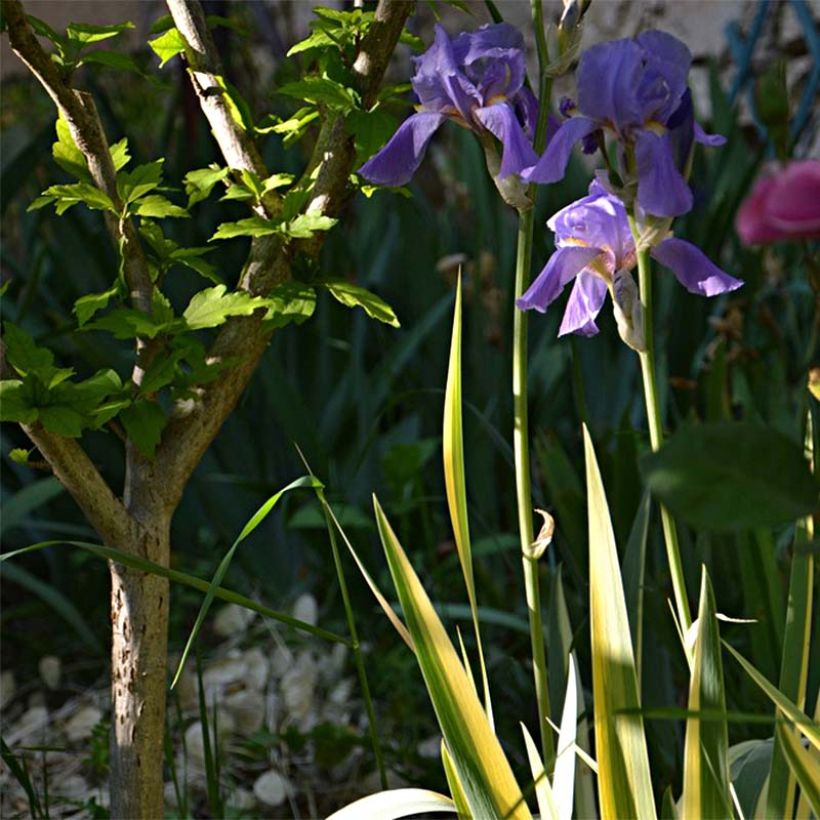 Iris pallida Variegata - Sweet Iris (Plant habit)
